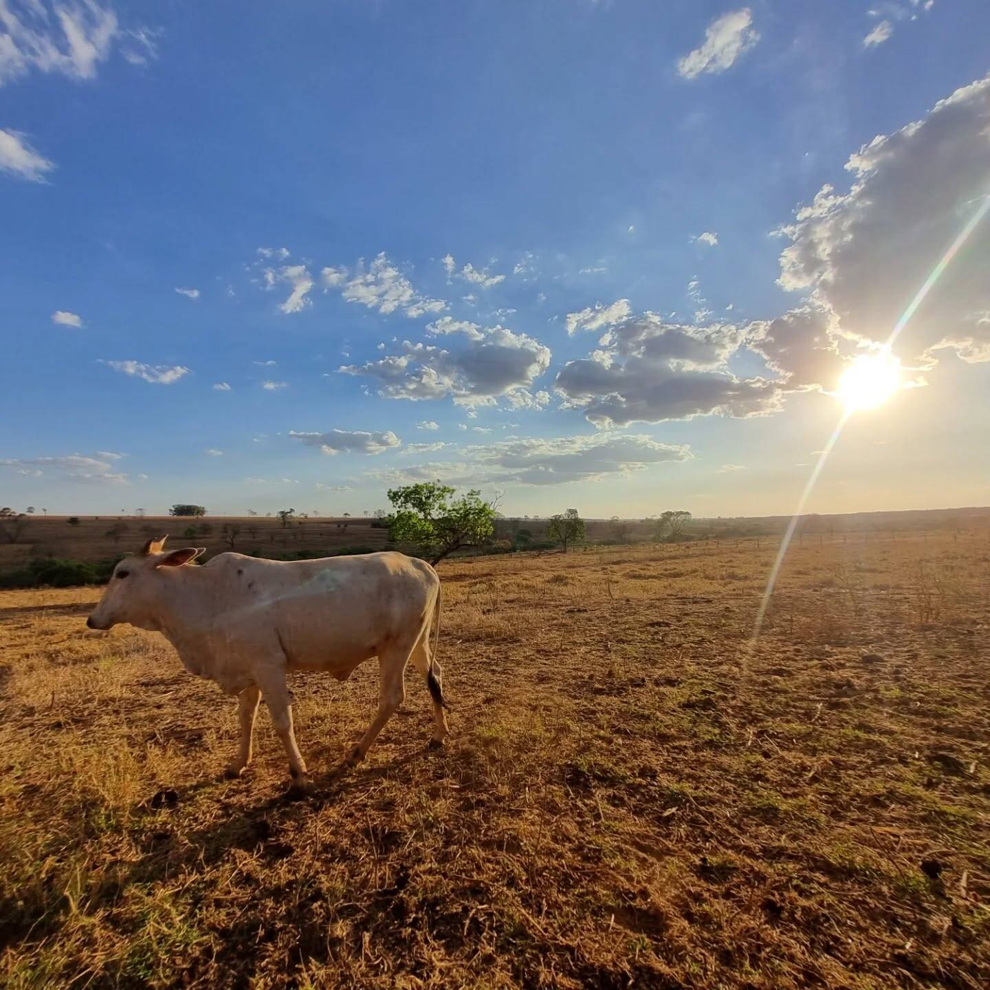 #293 - Chácara para Venda em São Francisco - SP