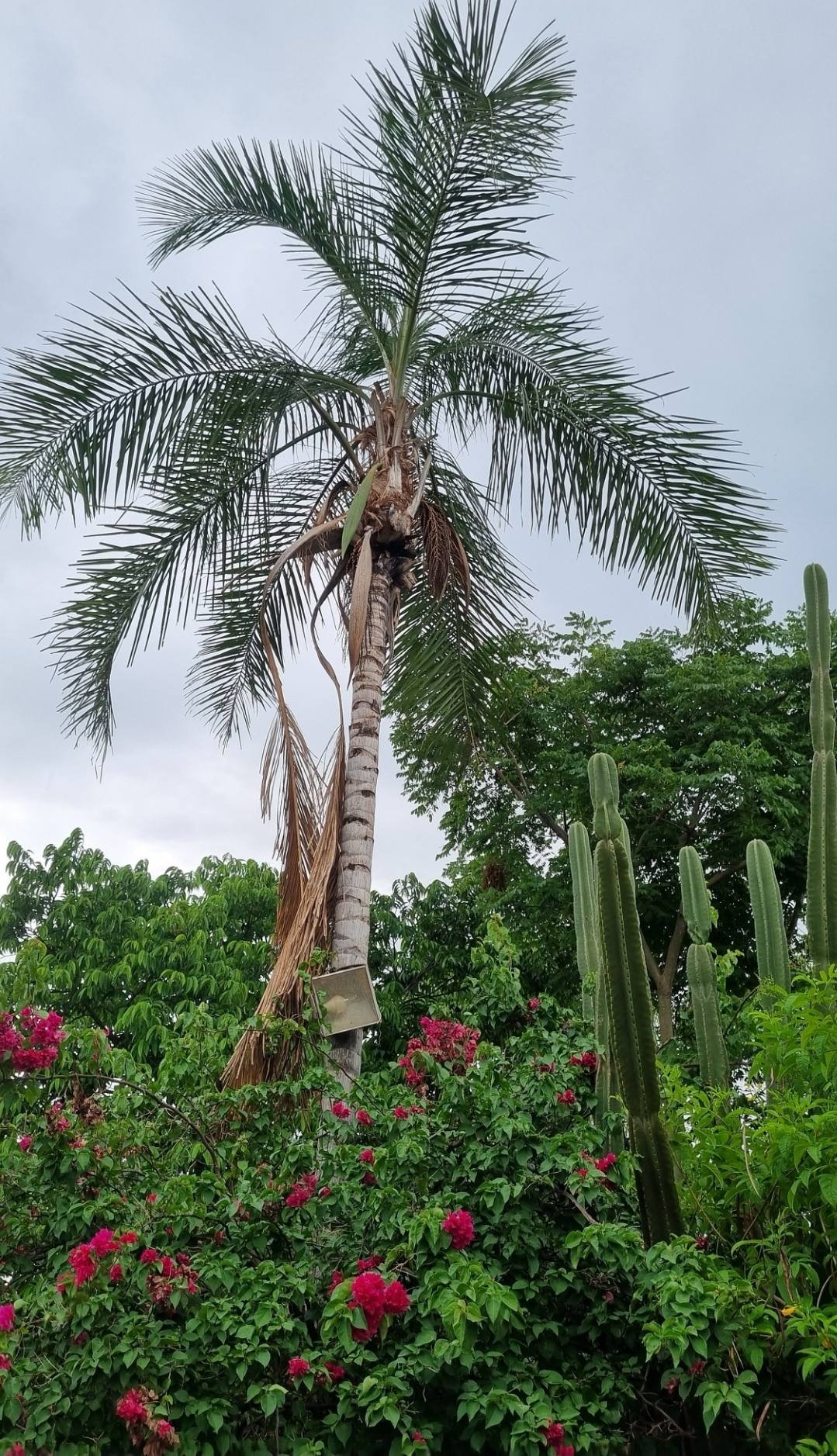 #349 - Sítio para Venda em Jales - SP