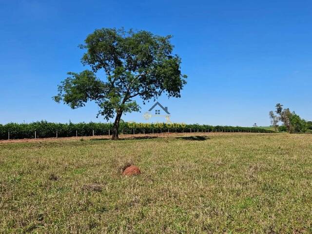 #298 - Sítio para Venda em Urânia - SP - 1