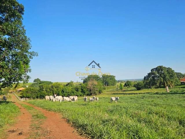#301 - Sítio para Venda em Pontalinda - SP - 3