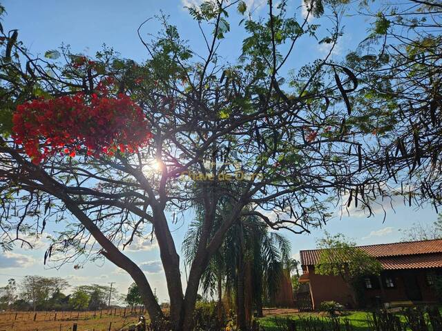 #323 - Chácara para Venda em Jales - SP - 3