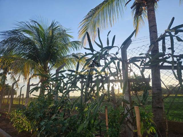 #347 - Sítio para Venda em Jales - SP - 3