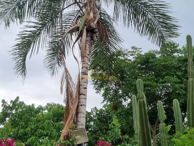 #349 - Sítio para Venda em Jales - SP - 1