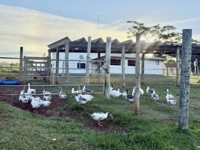 #357 - Chácara para Venda em Jales - SP - 3