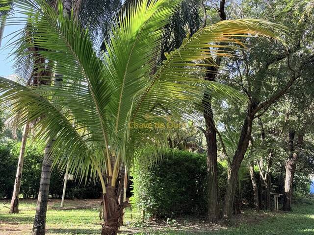 Chácara para Venda em Santa Fé do Sul - 4